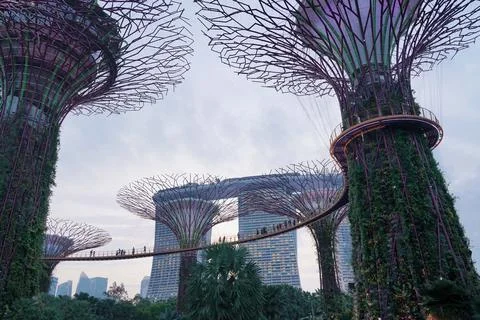 Low-angle view of Supertree Grove at Gardens by the Bay in Singapore Stock-Fotos