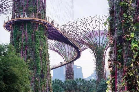 Low-angle view of Supertree Grove at Gardens by the Bay in Singapore Fotos de archivo