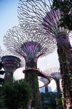 Low-angle view of Supertree Grove at Gardens by the Bay in Singapore Foto stock
