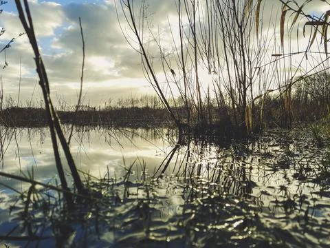 Low angle view of swampy area in Gentbrugse Meersen in Belgium, Ghent. Stock Photos