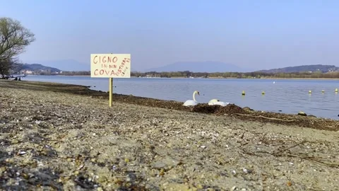 Low angle view of swan nesting at lake maggiore Stock Footage 276680582