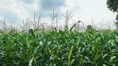 Low angle view of sweet corn plants swaying under cloudy sky Stock Footage 340976191