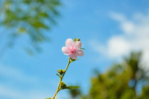 Low Angle View Sweet Tiny Pink Wild Grass Flower Blooming With Sky In The Field Stock Photos