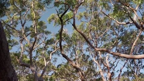 Low angle view of Sydney Red Gum trees or Angophora Costata species in Australia Stock Footage 288316727