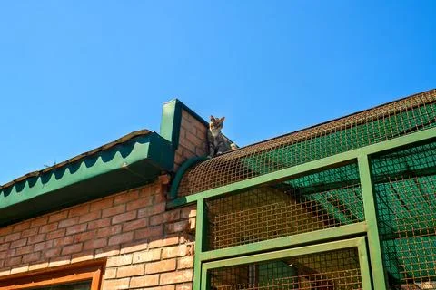 Low Angle View Of Tabby Cat Sitting On Metal Mesh Outdoor Enclosure Roof 写真素材