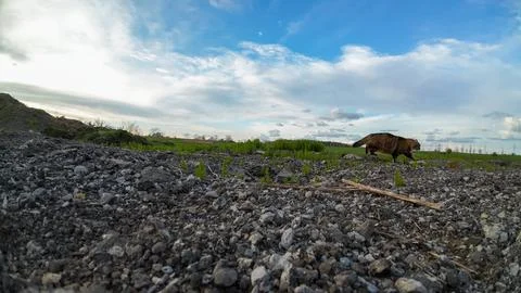 Low angle view of a tabby cat exploring a gravel driveway Foto stock
