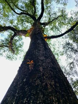 Low angle view of tall Anisoptera costata tree trunk. Stock Photos