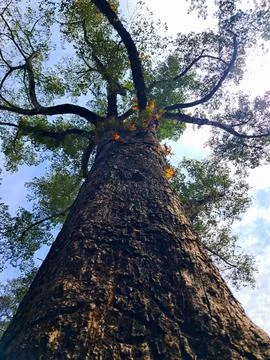 Low angle view of tall Anisoptera costata tree trunk. Stock Photos