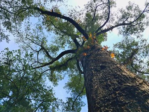 Low angle view of tall Anisoptera costata tree trunk. Stock Photos