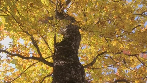 Low Angle View of Tall Autumn Tree Trunk Stock Footage 346195764