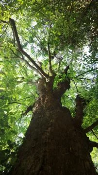 Low angle view of tall big tree trunk with green leaves canopy Stock Photos