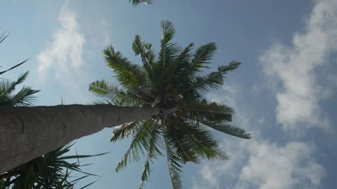 Low angle View of Tall Coconut Palm Tree Reaching Toward a Clear Blue Sky Stock Footage 336380741