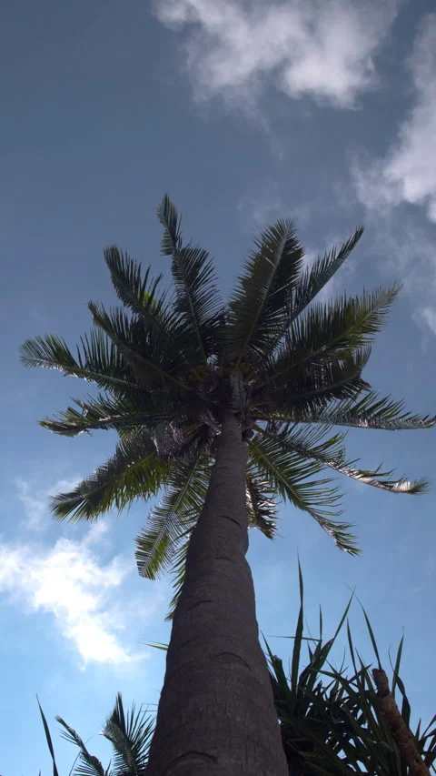 Low Angle View of a Tall Coconut Palm Tree Reaching Toward a Clear Blue Sky Stock Footage 336380777