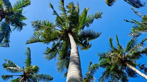 Low Angle View of Tall Coconut Palm Trees Against Clear Blue Sky Stock Photos