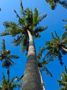 Low Angle View of Tall Coconut Palm Trees Against Clear Blue Sky Stock Photos