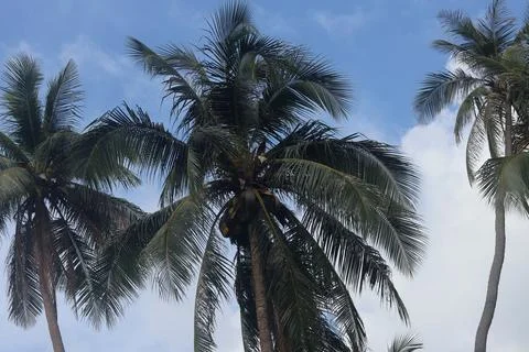 Low angle view of tall coconut palm trees against blue sky and clouds 库存照片