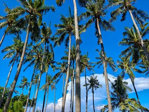 Low angle view of tall coconut palm trees against a clear blue sky Fotos de archivo