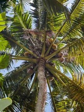 Low Angle View of Tall Coconut Palm Tree with Ripening Coconuts 库存照片