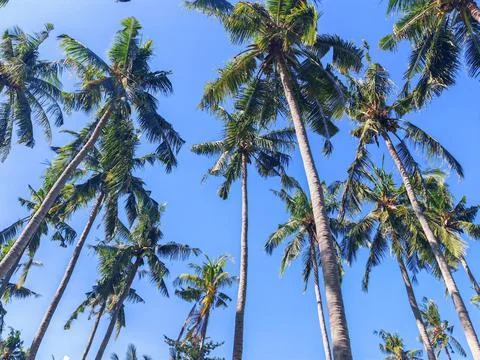 Low angle view of tall coconut palm trees reaching up against a clear blue sky Stock Photos