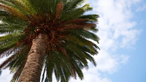 Low angle view of tall date palm tree crown against blue sky with clouds 스톡 동영상 333415497