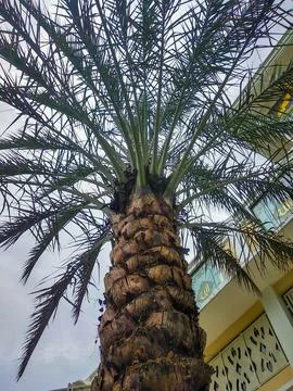 Low-angle view of a tall date palm tree against a cloudy morning sky Stock Photos