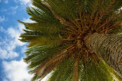 Low angle view of tall date palm tree crown against blue sky with clouds Fotos Stock