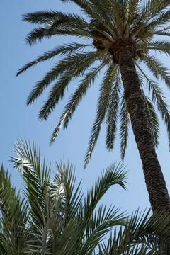 Low angle view of tall date palm trees with lush green fronds against a cle.. Stock Photos
