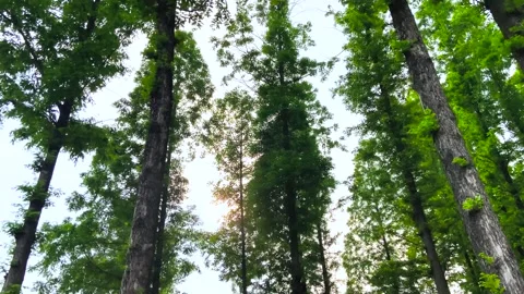 Low angle view of tall dawn redwood trees in a lush summer forest Stock-Footage 342325673