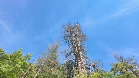 Low Angle View of Tall Dead Snag Tree Trunk Against Blue Sky Stock Footage 345615065