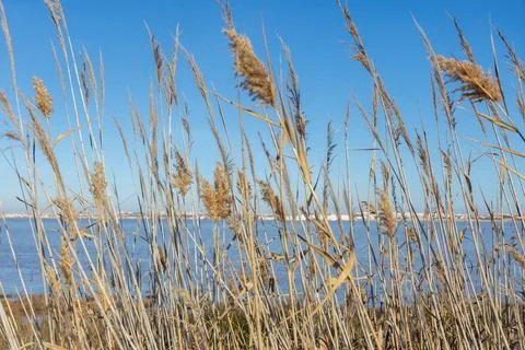 Low-angle view of tall, dry common reeds, Phragmites australis with feather.. Stock Photos