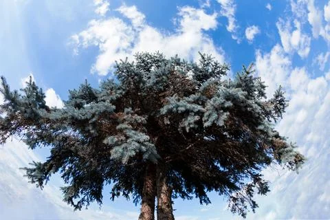 Low angle view of a tall evergreen tree with blue sky and white clouds Stock Photos