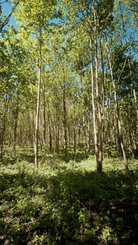 Low Angle View of Tall Forest Trees and Green Canopy Against a Clear Blue Sky Stock Footage 334134664
