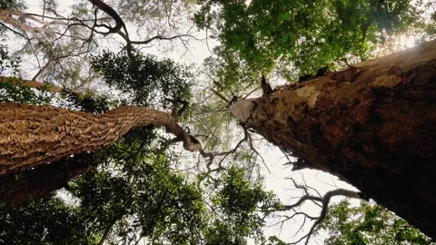 Low Angle View of Tall Forest Trees Looking Up Through Canopy Stock Footage 343440860
