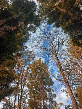 Low Angle View of Tall Forest Trees Against Blue Sky Stock Photos