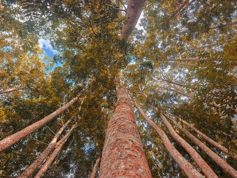 Low Angle View of Tall Forest Trees Canopy and Autumn Foliage 库存照片