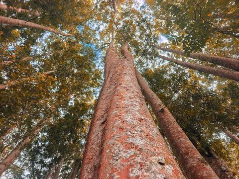 Low angle view of tall forest trees with autumn foliage and textured bark Stock Photos