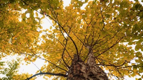 Low angle view of a tall ginkgo tree with vibrant yellow autumn leaves Stock Footage 341928005