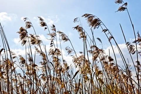 Low Angle View of Tall Grass, Wahner Heide, Germany Stock Photos