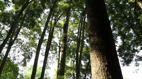 Low angle view of tall green trees in Sichuan, China Stock Footage 87758952