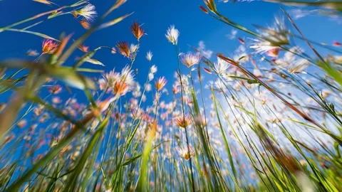 Low-angle view of tall green grass swaying under a bright blue sky Video stock 315554803