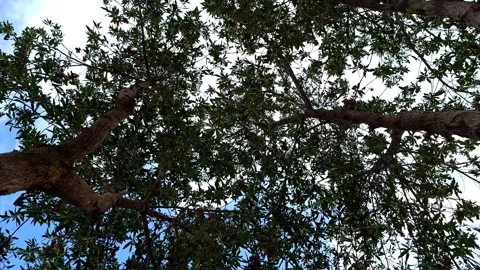 Low Angle View Of Tall Green Trees 库存影片 334356506