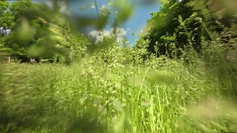 Low angle view of tall Green Grass Swaying in Wind Under Blue Sky Stock Footage 336858474