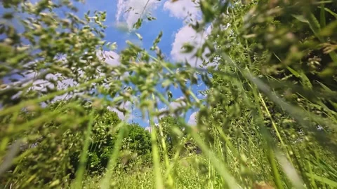 Low angle view of tall Green Grass Swaying in Wind Under Blue Sky Stock Footage 336858485