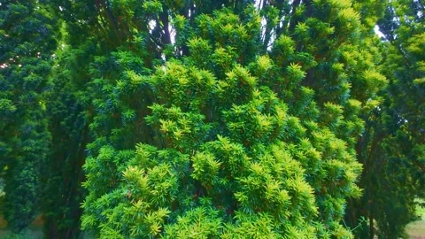 Low angle view of tall green trees against clear blue sky in Ireland Stock Footage 340434433