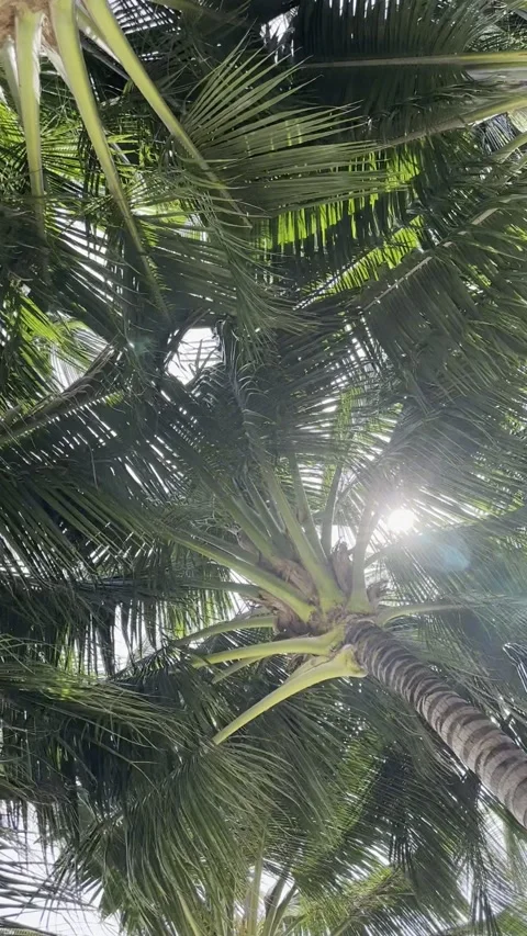 Low angle view of tall green palm trees with sunlight. Tropical palm trees .. Stock Footage 340806265