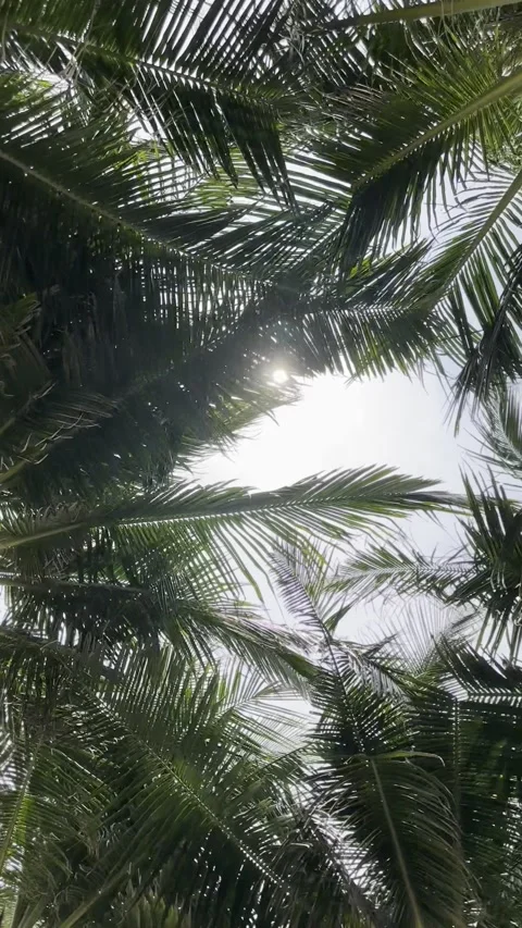 Low angle view of tall green palm trees with sunlight. Tropical palm trees .. Stock Footage 340806392