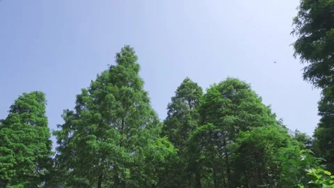Low angle view of tall green trees against a clear blue sky background Stock Footage 341962507