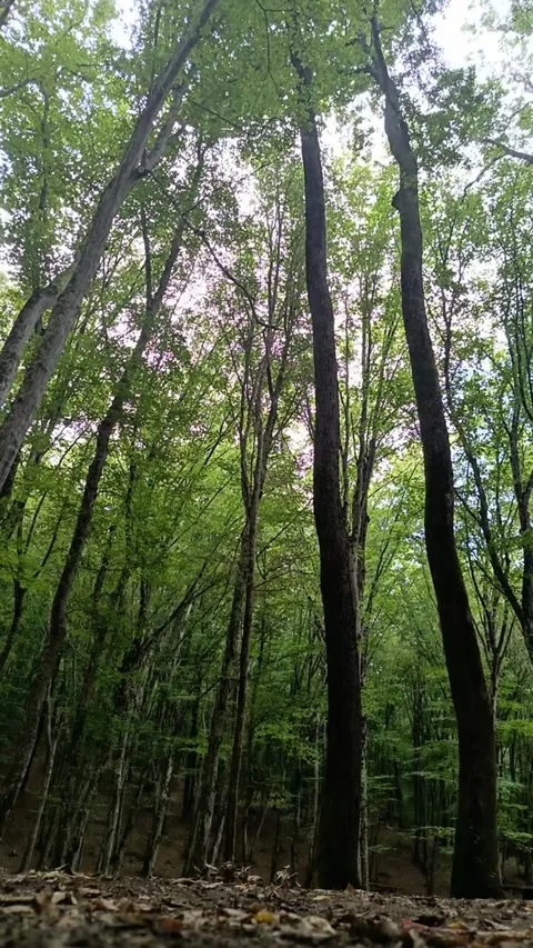 Low Angle View of Tall Green Trees in a Peaceful Forest Vertical Stock Footage 342207918