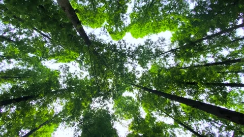 Low angle view of tall green redwood trees in a lush summer forest 動画素材 342214811