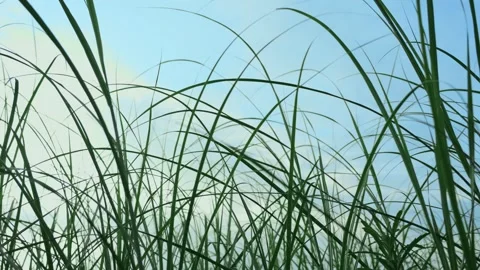 Low Angle View of Tall Green Grass Swaying Gently Against a Clear Blue Sky Stock Footage 342215487